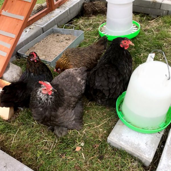 Hønsehus med hønsegård | Lett å rengjøre | Ferdig byggesett | 1,9x1,7x1,6m Hønsehus med hønsegård | Lett å rengjøre | Ferdig byggesett | 1,9x1,7x1,6m