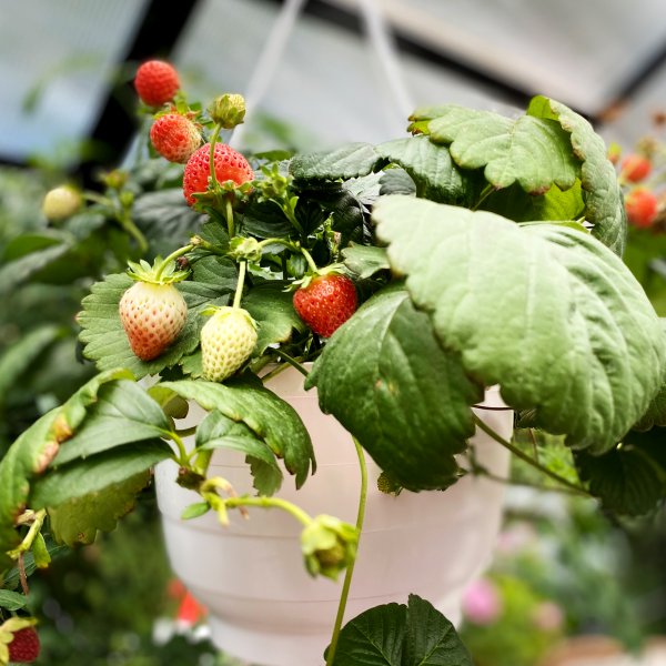 Drivhus 12,7m� | 5 �rs stormgaranti | 4 mm sikkerhetsglass