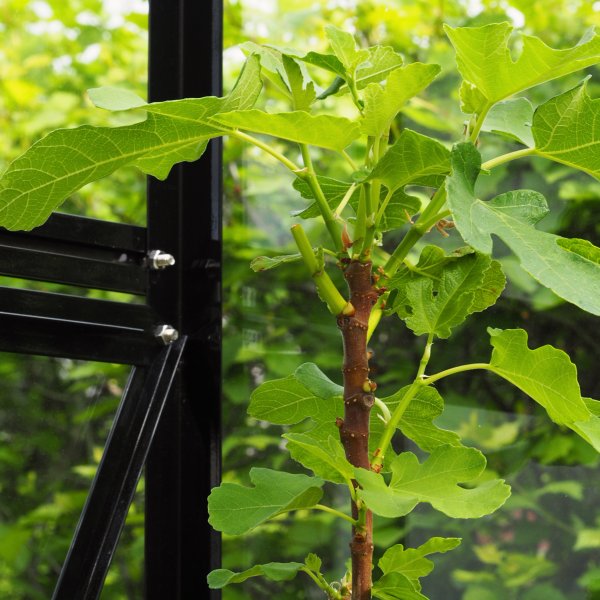 Drivhus 6,4 m² | 4 mm sikkerhetsglass | 5 års stormgaranti Drivhus 6,4 m² | 4 mm sikkerhetsglass | 5 års stormgaranti